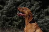 VIZSLA poil court 068